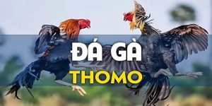 Đá Gà Thomo Sự Lựa Chọn Hoàn Hảo Cho Ai Đam Mê Đá Gà